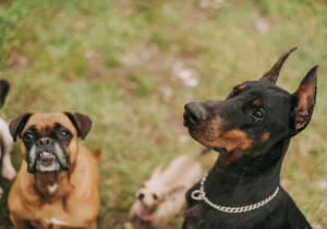 DOGS