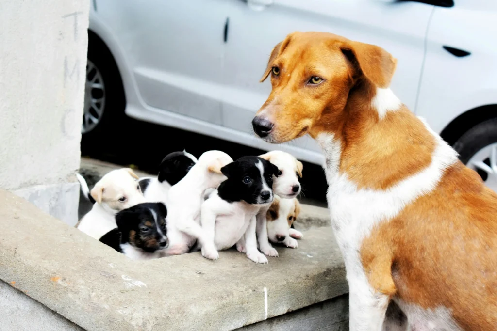 breeding
