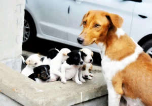 breeding of dog