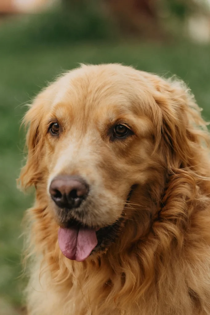 dogs