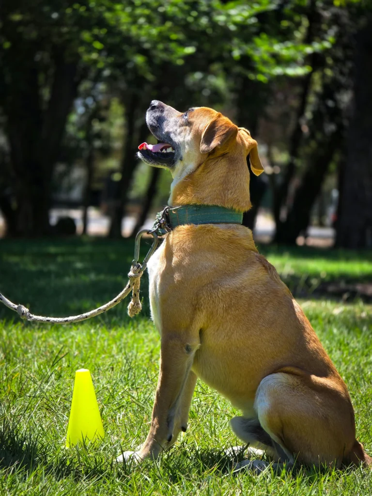 train a dog