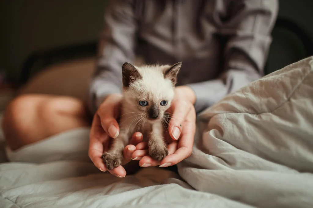 KITTENS