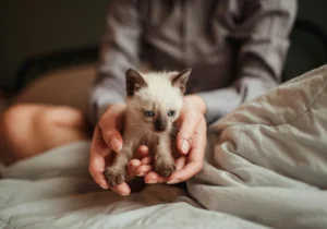 how we take care of kitten