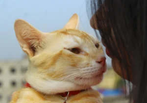 cats