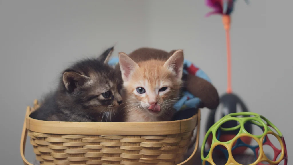 KITTEN