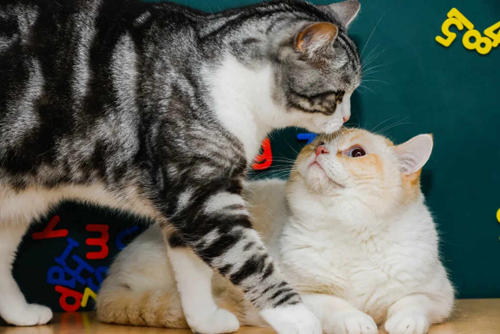 cats
