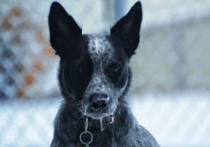 blue heelers