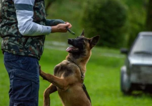 how to train a belgian Malinois dog