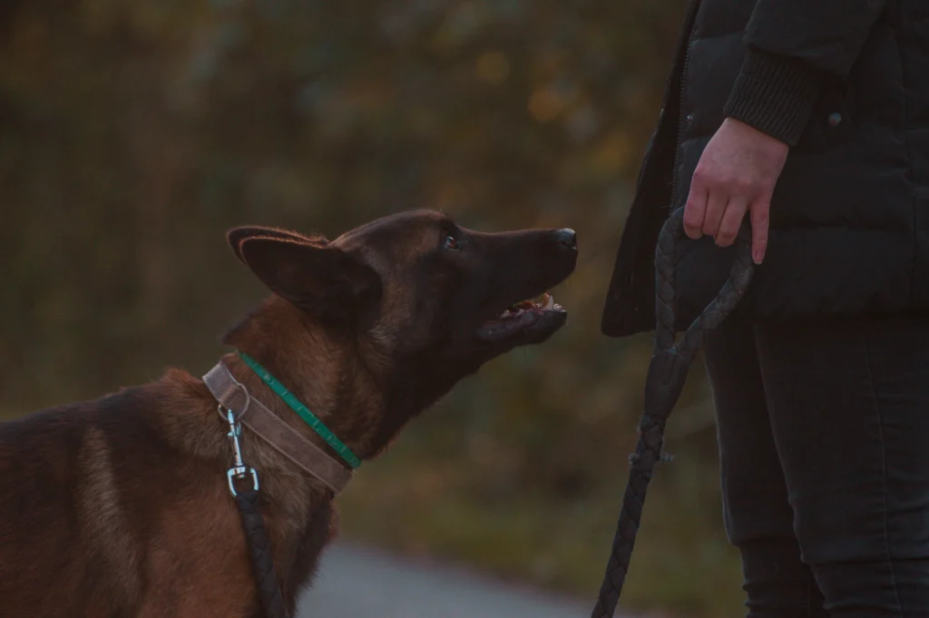 how to train a belgain malinois dog