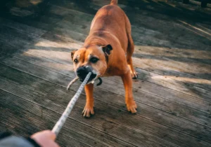 stubborn dog training challenges