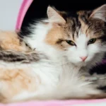 cat health