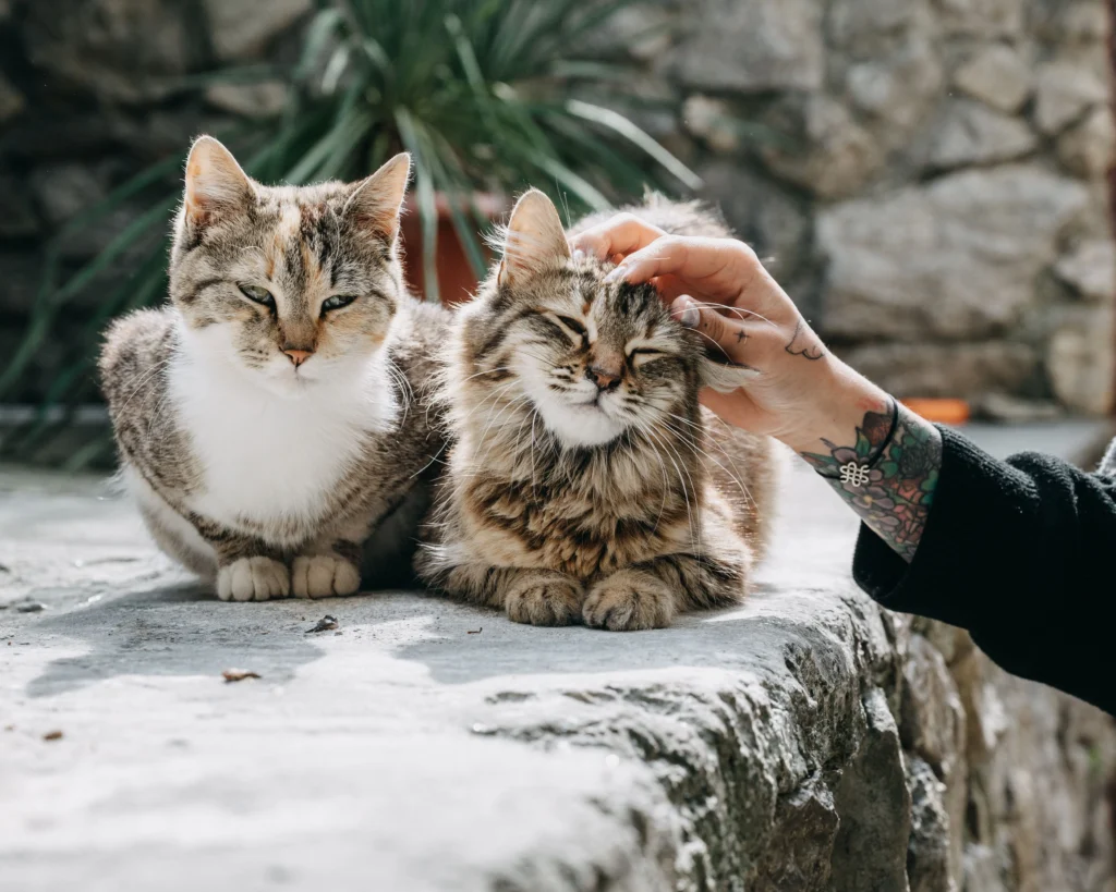 333 RULE FOR CATS