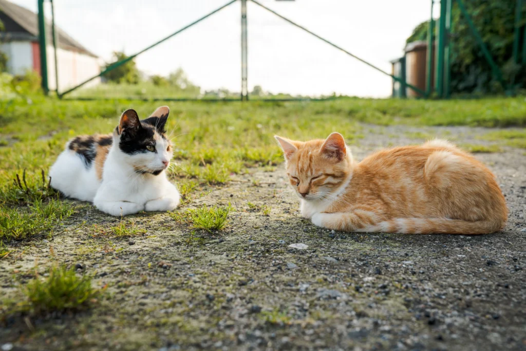 333 RULE FOR CATS