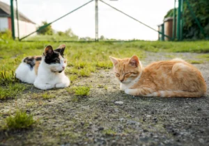 333 rule for cats