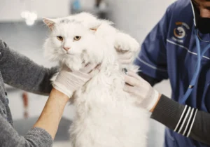 cat health