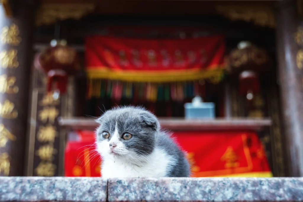 333 RULE FOR CATS