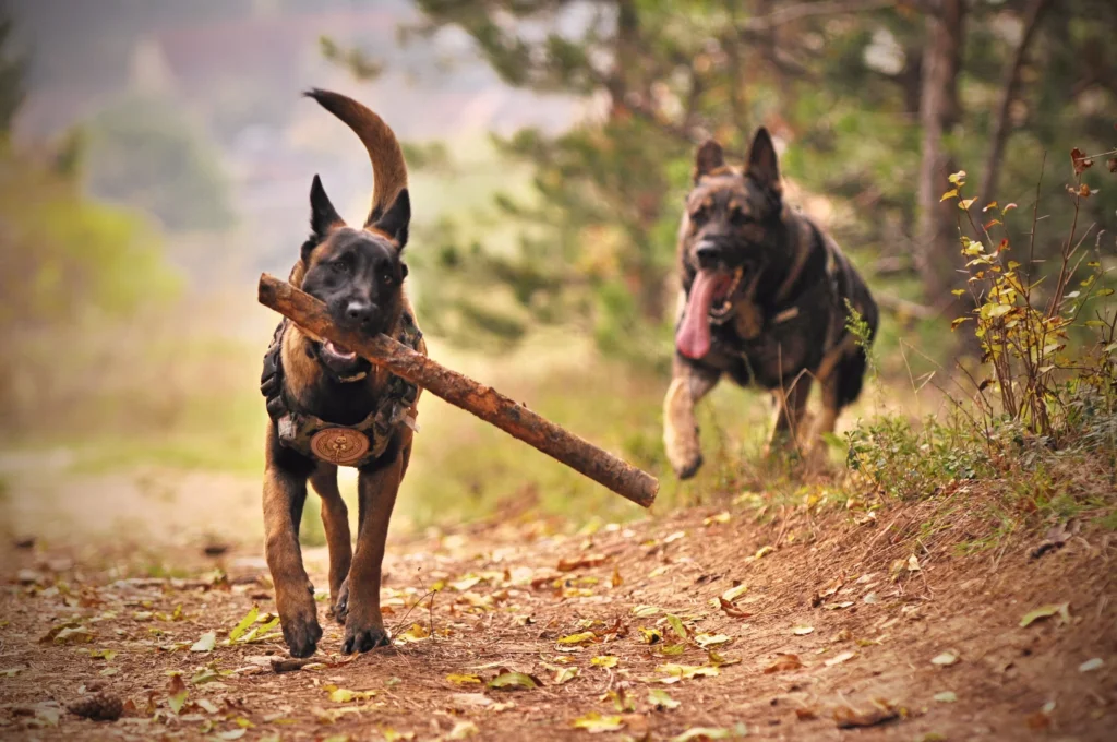 how to train a belgian malinois dog