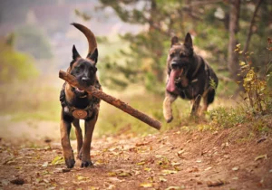 how to train a belgian malinois dog
