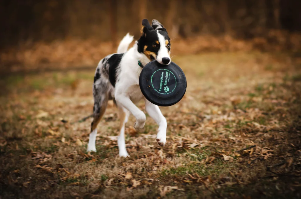 stubborn dog training challenges