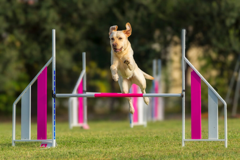 Stubborn dog training challenges