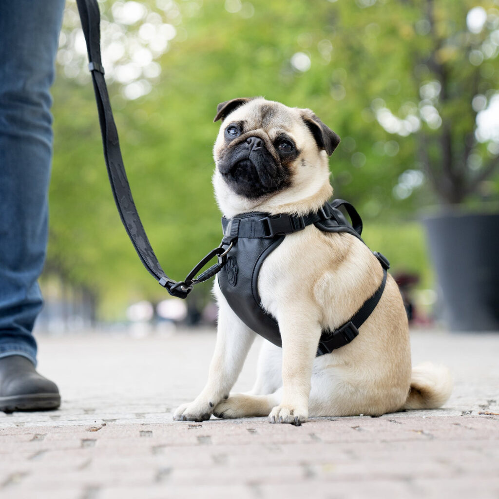 Best Training Collar for Stubborn Dogs