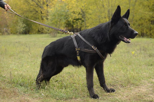 Best Training Collar for Stubborn Dogs