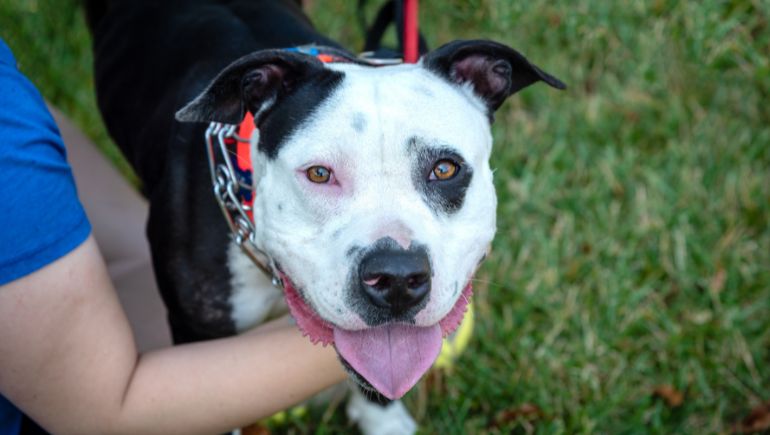 Best Training Collar for Stubborn Dogs