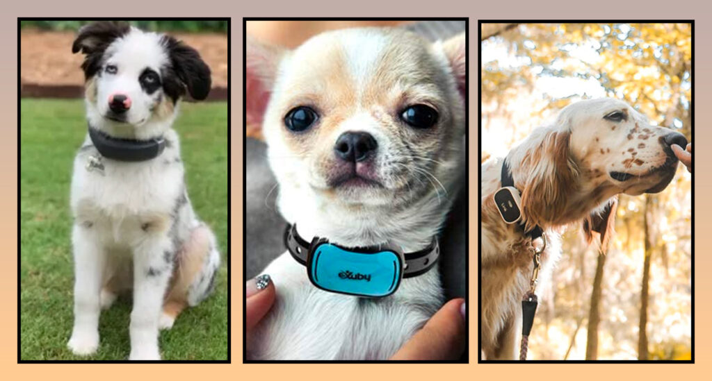 Best Training Collar for Stubborn Dogs