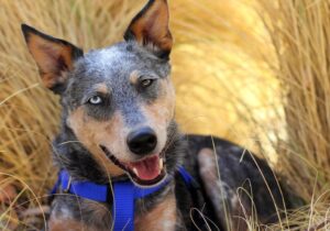 Best Training Collar for Australian Cattle Dog