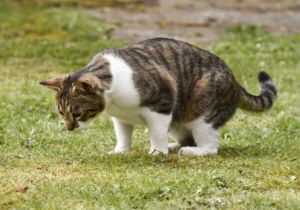 urinary health cat food