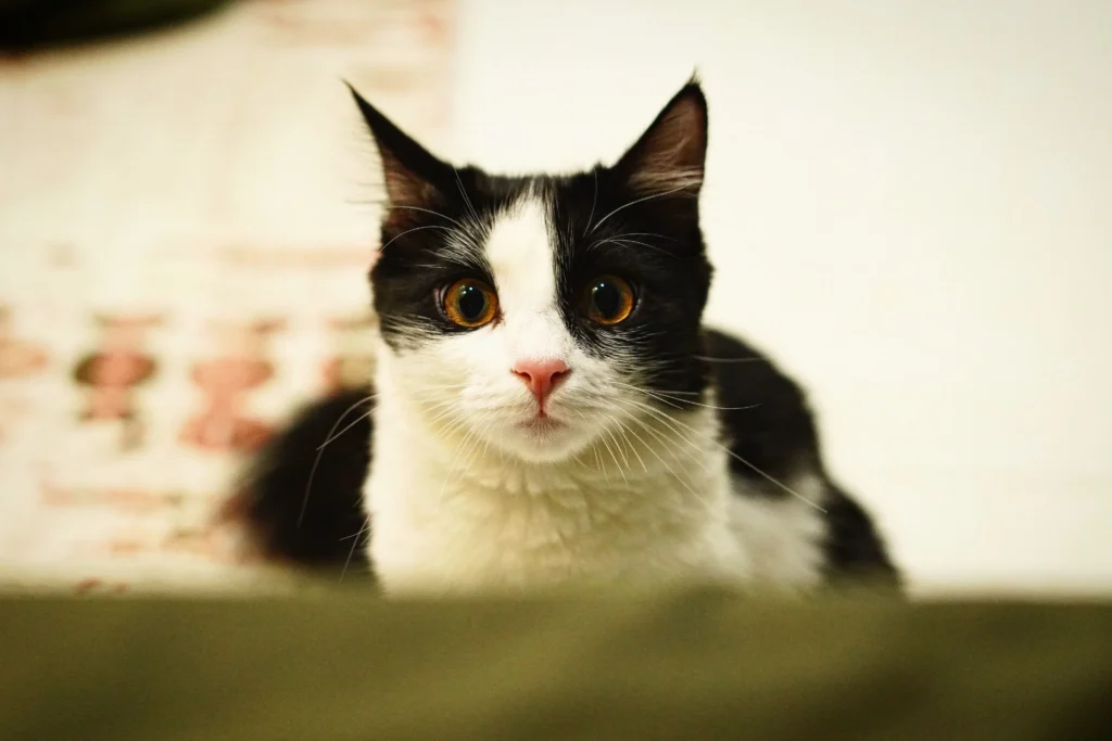 urinary health cat food