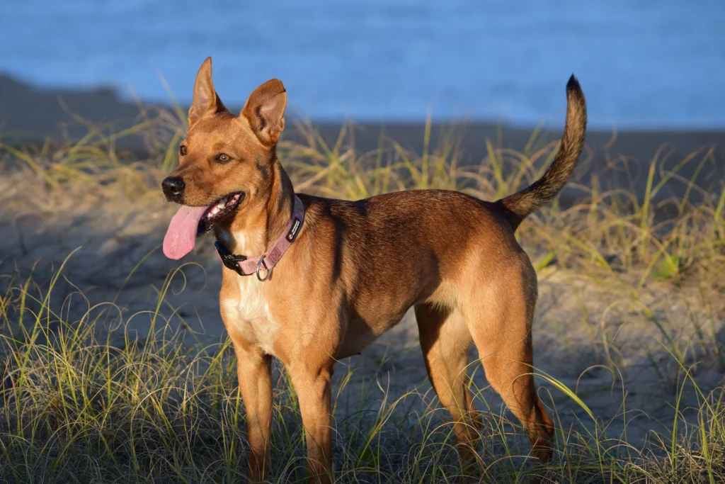 best training collar for australian cattle dog