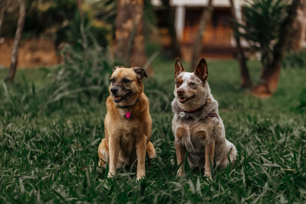 best training collar for australian cattle dog