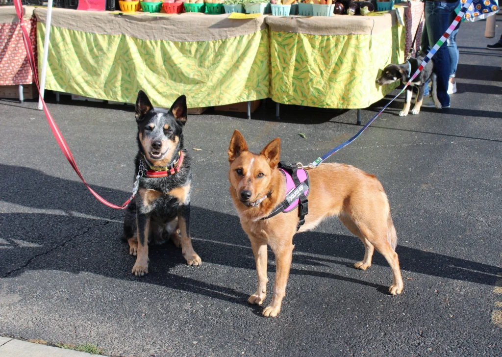 best training collar for australian cattle dog