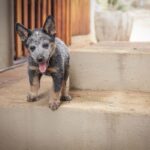 best training collar for australian cattle dog