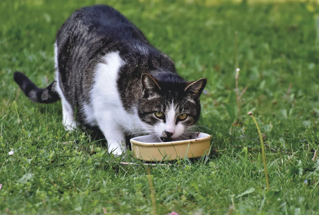 urinary health cat food