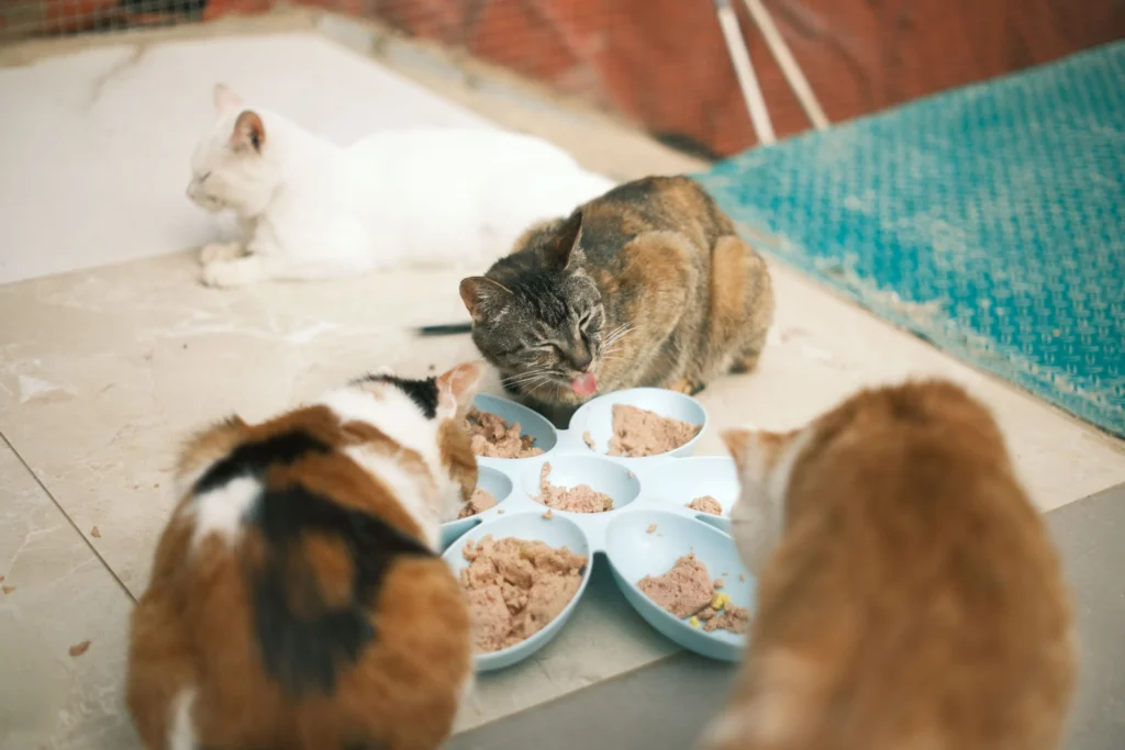 urinary health cat food
