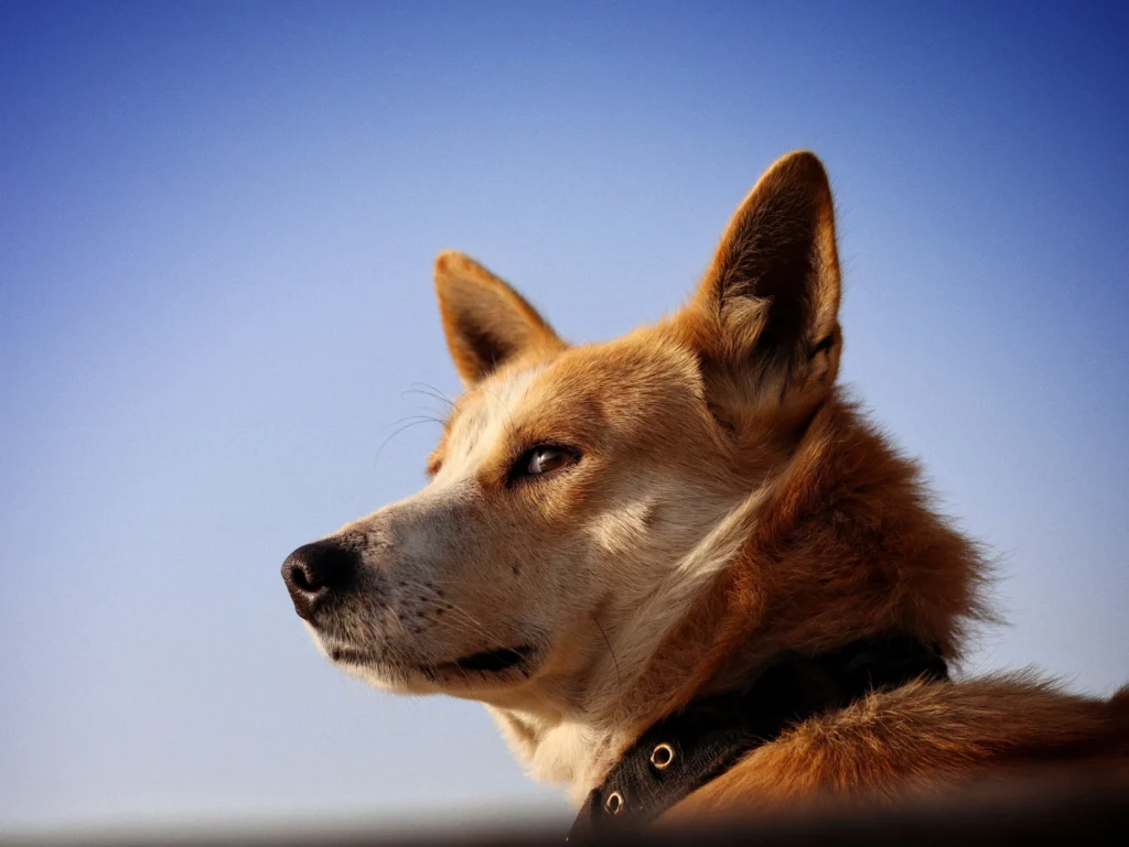 best training collar for australian cattle dog