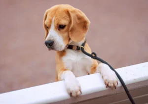 best training collar for stubborn dogs